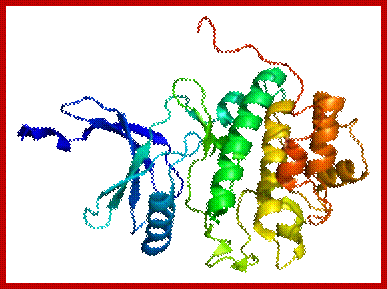 Image result for structure of CHEK 1 protein