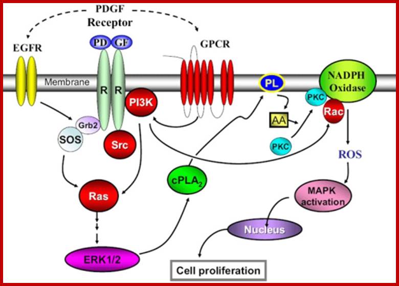 Mechanism of Platelet-Derived Growth Factor (PDGF) Signaling Pathway