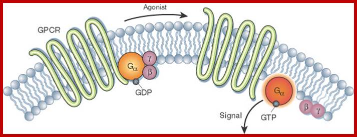 A schematic illustration shows a G-protein-coupled receptor (GPCR) and G-proteins in a plasma membrane, which is composed of phospholipids that form a bilayer. The GPCR and G-proteins are shown before and after stimulation by an agonist.