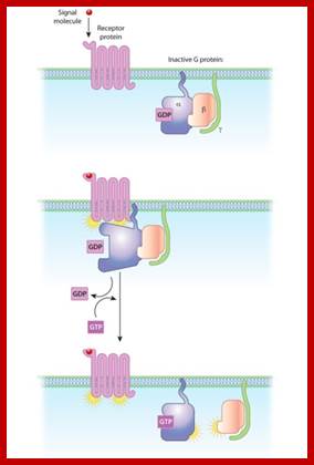 A three-part schematic diagram shows a G-protein-coupled receptor (GPCR) and the alpha, beta, and gamma subunits of a G-protein at different stages. The relationships between the molecules change as they transition from inactive to active states.
