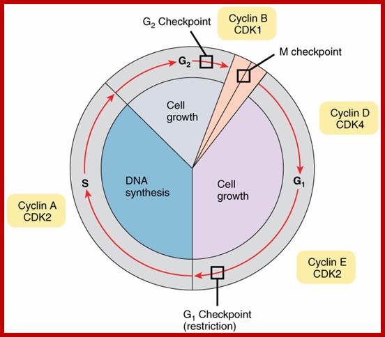 This image shows the different stages of the cell cycle along with the checkpoints between them and the cyclins responsible for the checkpoint at each stage.
