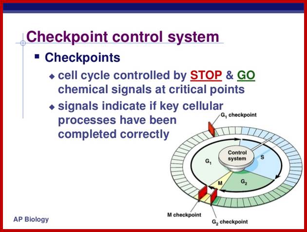 http://image.slidesharecdn.com/chapter12part2-111230052754-phpapp01/95/chapter-12-part-2-control-of-the-cell-cycle-5-728.jpg?cb=1325223484