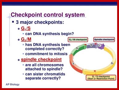 http://image.slidesharecdn.com/chapter12part2-111230052754-phpapp01/95/chapter-12-part-2-control-of-the-cell-cycle-6-728.jpg?cb=1325223484