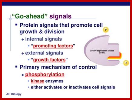http://image.slidesharecdn.com/chapter12part2-111230052754-phpapp01/95/chapter-12-part-2-control-of-the-cell-cycle-10-728.jpg?cb=1325223484
