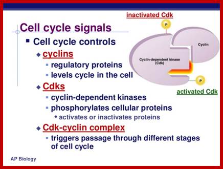 http://image.slidesharecdn.com/chapter12part2-111230052754-phpapp01/95/chapter-12-part-2-control-of-the-cell-cycle-11-728.jpg?cb=1325223484