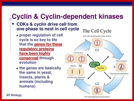 http://image.slidesharecdn.com/chapter12part2-111230052754-phpapp01/95/chapter-12-part-2-control-of-the-cell-cycle-14-728.jpg?cb=1325223484
