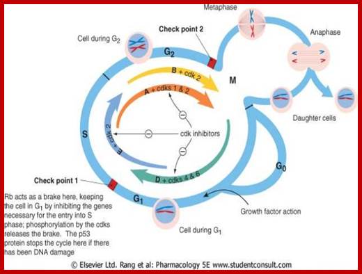 Image result for cell cycle and its checkpoints