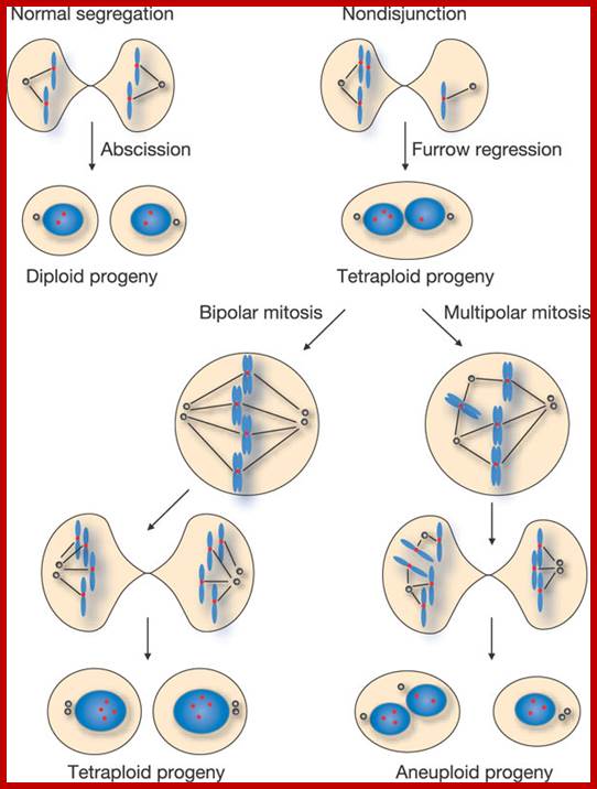 Image result for Mitotic defects leading to whole-chromosome aneuploidy. 