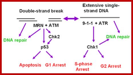 Image result for Cell cycle checkpoint signaling through the ATM and ATR kinases