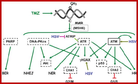 Image result for ATR reactions in DNA Damage repair