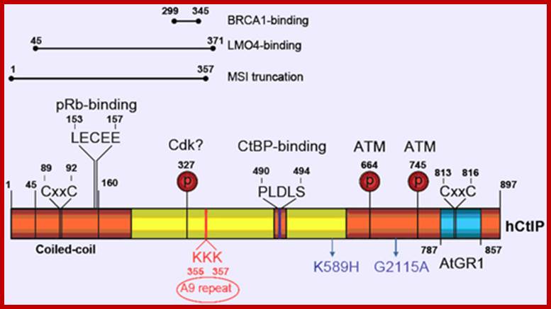 Image result for RB protein domains