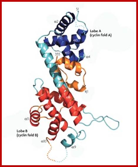 Image result for RB protein