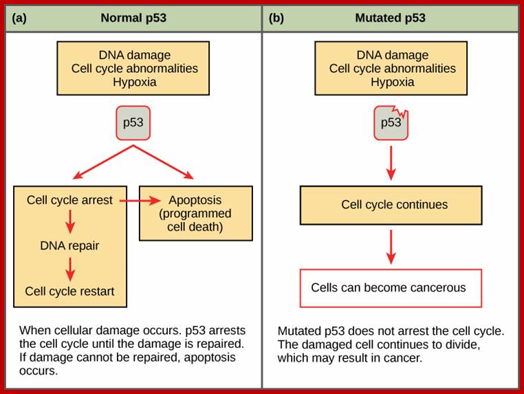 This illustration shows cell cycle regulation by p53. The p53 protein normally arrests the cell cycle in response to DNA damage, cell cycle abnormalities, or hypoxia. Once the damage is repaired, the cell cycle restarts. If the damage cannot be repaired, apoptosis (programmed cell death) occurs. Mutated p53 does not arrest the cell cycle in response to cellular damage. As a result, the cell cycle continues and the cell may become cancerous.