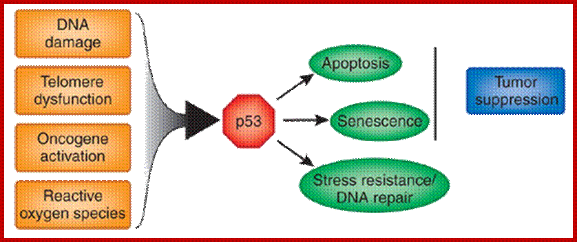 Image result for senescence and apoptosis difference