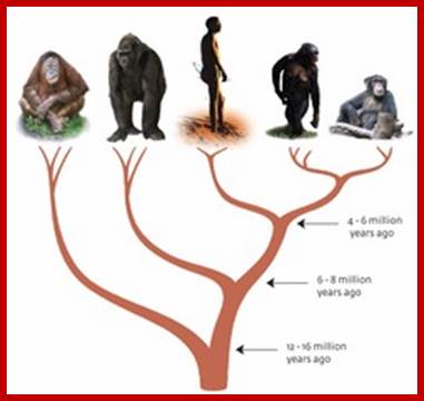 &lt;b&gt;Fig. 1 | Tree of humans and apes.&lt;/b&gt;