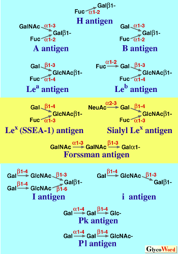 http://www.glycoforum.gr.jp/science/word/glycoprotein/GPA04.gif