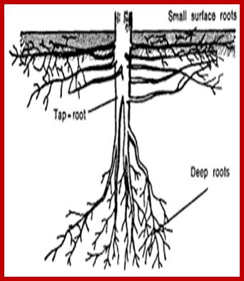 Image result for very very deep roots in plants