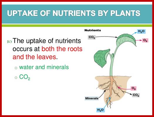 Description: http://image.slidesharecdn.com/uptakeofnutrientsbyplants-141025004455-conversion-gate02/95/uptake-of-nutrients-by-plants-4-638.jpg?cb=1414197953