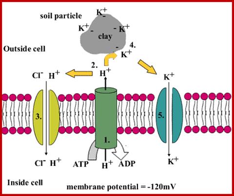 Description: http://plantcellbiology.masters.grkraj.org/html/Plant_Cellular_Physiology4-Absorption_Of_Mineral_Nutrients_files/image016.gif