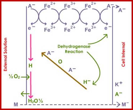 diagrammatic representation of cytochrome pump hypothesis
