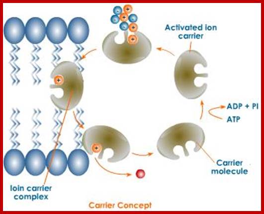 formation of ion carrier complex