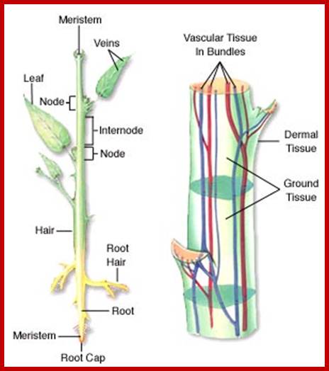 Description: http://www.mhhe.com/biosci/esp/2001_gbio/folder_structure/pl/m1/s1/assets/images/plm1s1_1.jpg