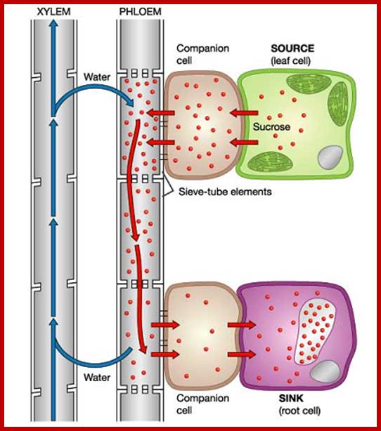 The areas of the plant where sucrose is ...