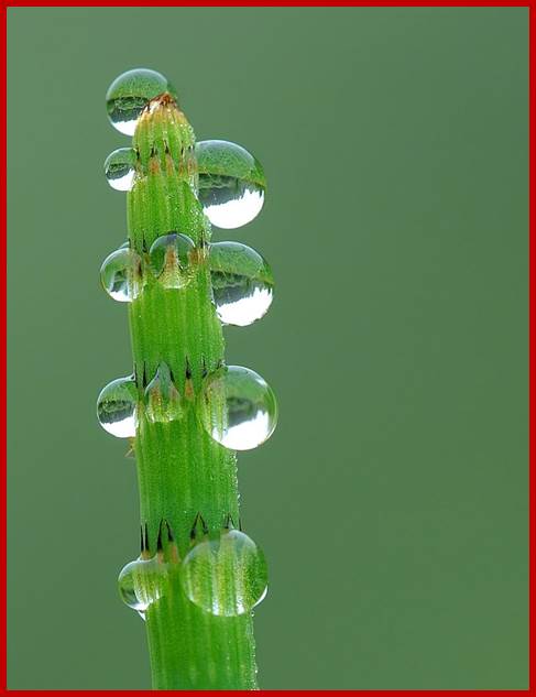 Description: guttation droplets on leaves (2)