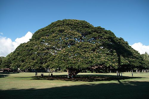 World's Biggest Tree | World's Largest Trees: 