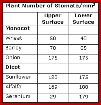 number of stomata on monocot and dicot leaves