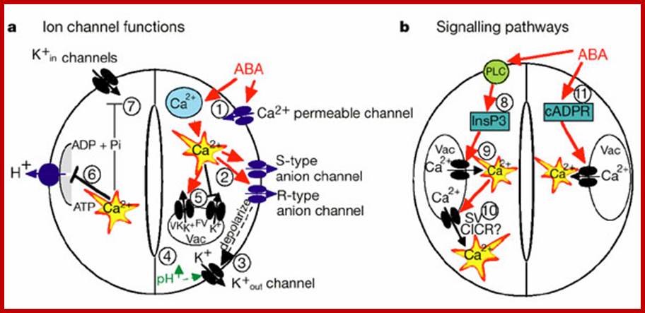 Guard cell abscisic acid signalling and engineering drought hardiness in plants
