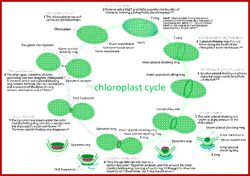 Most chloroplasts in plant cells, and all chloroplasts in algae arise from chloroplast division.[130] Picture references,[108][134]