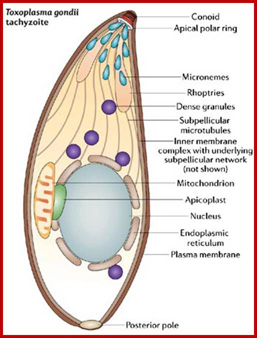 A schematic shows a Toxoplasma gondii cell and its organelles.