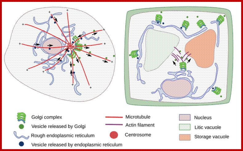 Description: Golgi complex in plant cells