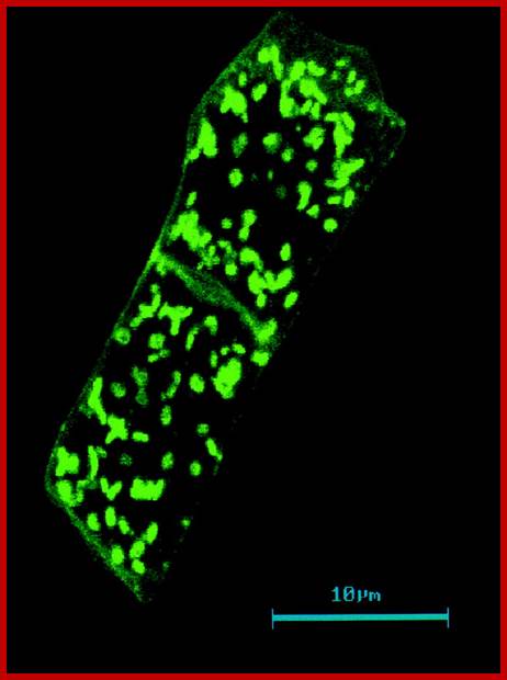 Description: Distribution of Golgi bodies within two Nicotiana root cells shown by labelling ...