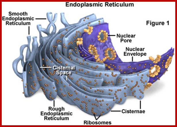 Endoplasmic Reticulum and Nuclear Envelope