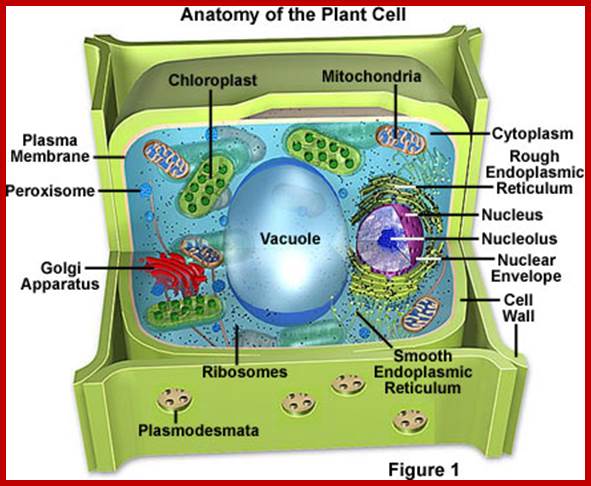 Anatomy of the Plant Cell