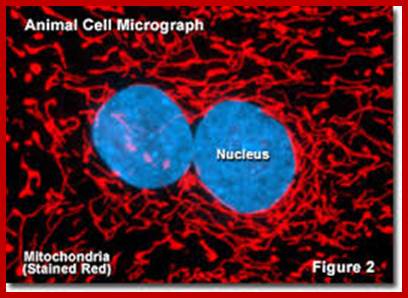 Image result for Fluorescent dye labeled Cell with its nucleus