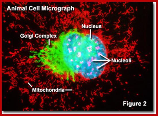 Nucleoli in the Microscope