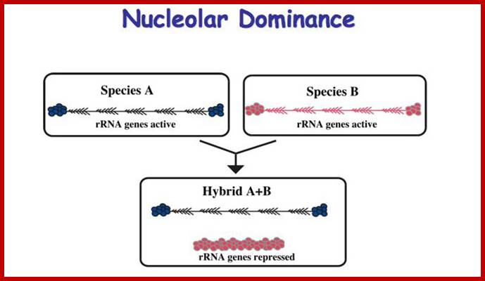 nucleolar dominance cartoon