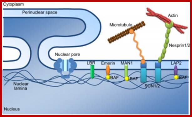Description: https://cellbiology.med.unsw.edu.au/cellbiology/images/thumb/d/d6/Nuclear_envelope_and_its_proteins.jpg/400px-Nuclear_envelope_and_its_proteins.jpg