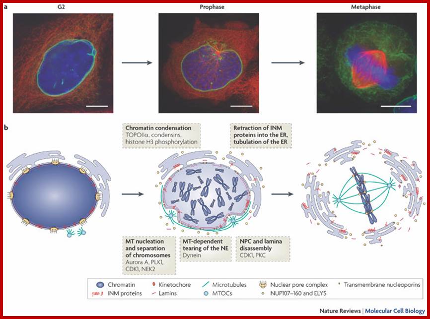 Orchestrating nuclear envelope disassembly and reassembly during mitosis