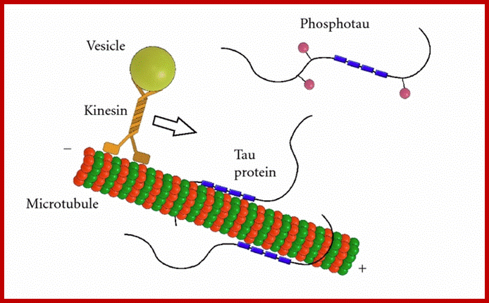 Description: Role of human tau in stabilization of microtubules through tubulin binding domains (blue). Phosphorylation (pink) of tau can directly regulate its interaction with microtubules and its role in axonal transport 
