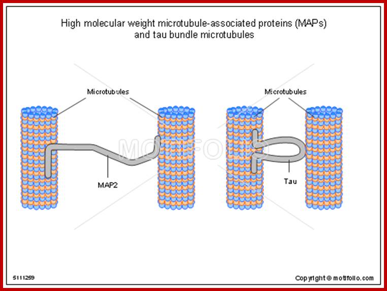 High molecular weight microtubule-associated proteins and tau bundle microtubules, PPT PowerPoint drawing diagrams, templates, images, slides
