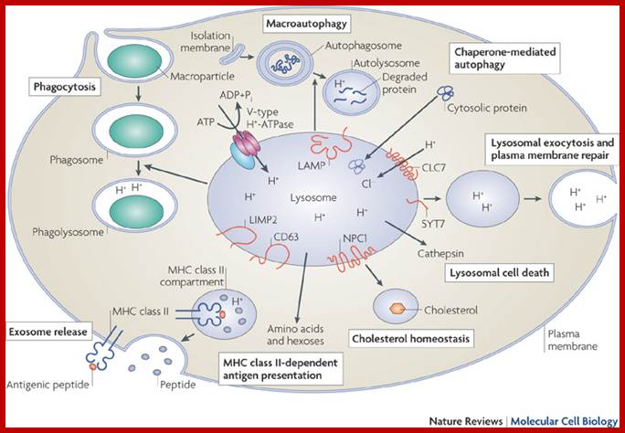 Lysosome biogenesis and lysosomal membrane proteins: trafficking meets function