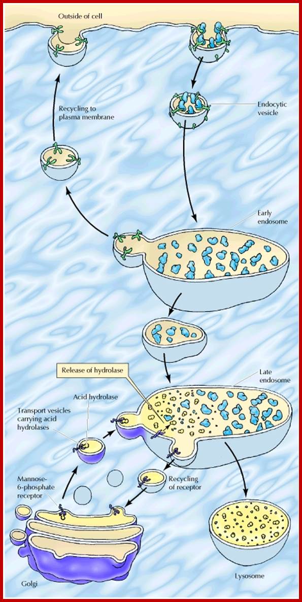 Description: Figure 9.36. Endocytosis and lysosome formation.