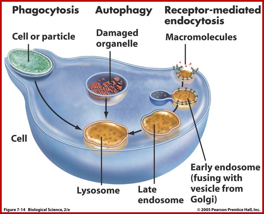 Description: http://bio100.class.uic.edu/summer2006/lysosome.jpg