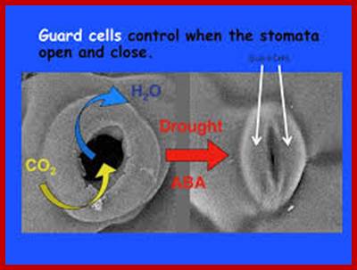 Image result for stomatal opening and closing in guard cells