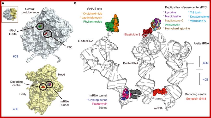 Binding sites of inhibitors on the yeast ribosome.