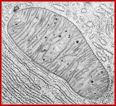 Mitochondria are the cells' microscopic power plants, producing ATP which powers your muscles.
